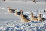 December 2008: Viewer Snow Photos