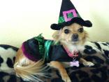 Your Pets' Halloween Costumes