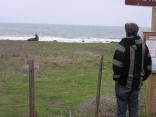 Elephant Seals Mate, Give Birth During Annual Migration To Calif. Beaches