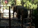 Billy the Elephant
