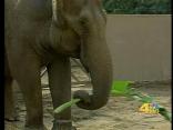 Elephants in LA