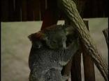 Joey Debuts at LA Zoo (RAW)