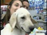 Stolen Puppy Reunited With Owner