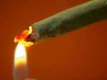 Pot Legalization Could be on Calif. 2010 Ballot