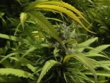 "Ground Zero" for the Marijuana Trade