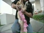 Dog for Sex