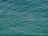 Harbor Whale Warning Issued
