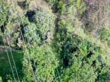 Marijuana Bust