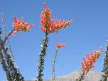Worth the Drive: Desert in Full Bloom
