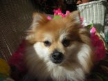 Dog Day at the Grove