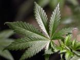 Marijuana in Your Medicine Cabinet