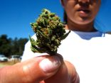 Meet the MET: Marijuana Eradication Team