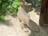 Exotic Lizard Prowling Around Libertyville