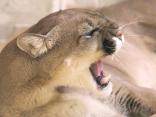 Mountain Lions Wander in Rural California