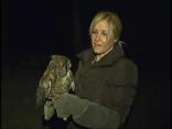 About Smoky, the Little Owl Who Could