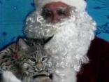 Santa Clawed in Bobcat Attack