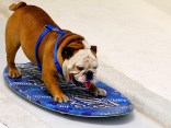 LA's Most Popular Dogs in 2009
