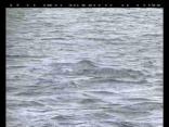 Whales Spotted Off Long Beach Coast (RAW)