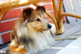 You, Your Pup, a Dog Wash, and Beer Tasting