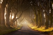 Dark Hedges in Co. Antrim, Northern Ireland. Arya Stark made her escape from King