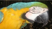 The Birds of Free Flight