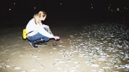 Grunions' Final Weeks
