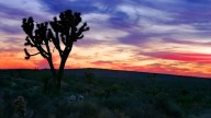 Plans Nixed to Build Dump Near Joshua Tree Nat'l Park