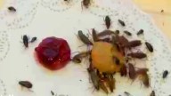 How Cockroaches Survive