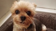 Deaf Dog Stolen, Held For Ransom: Family