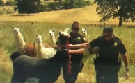 Two Solano County sheriff