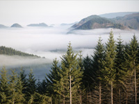 Opinion: Timber! Down Comes Anti-Tax Ideology
