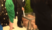 Naked Man in Box Arrested After Crashing Met Gala