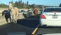 Horses Cause Delay on I-680 in Walnut Creek
