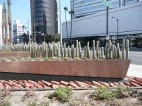 SidewalkWatch: The Happy Cacti of Wilshire Boulevard