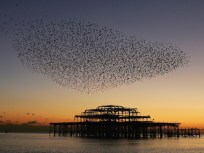 Starlings, Agents of Annoyance