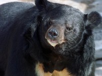 Black Bear in La Crescenta Gets Free Trip Back to Wild