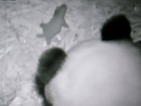 San Diego's Panda Gives Birth