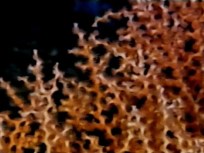 Coral Species Is Key Element of New Cancer Research