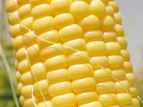 Corn!