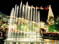 The Grove Glows