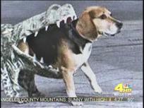 Dog Bites: Halloween Costumes