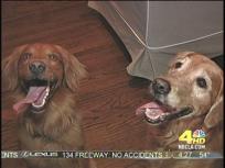 Dog Bites: Halloween Doorbell