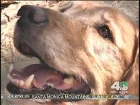 Dog Bites: Loose Dog