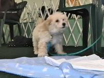 Dog Bites: Puppy Class