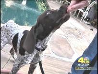 Dog Bites: Puppy Name