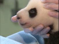 Panda Cub Squeals During Exam