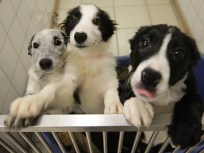A Place for Displaced Pets