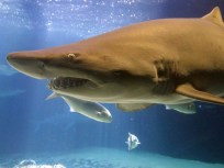 Three Ending Things: Shark Nights, Free Music...
