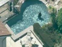 Bear Takes Swim (RAW)