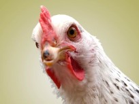 8-Year-Old Is the "Chicken Whisperer"
